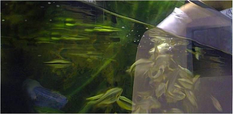 eduAquaristaHora