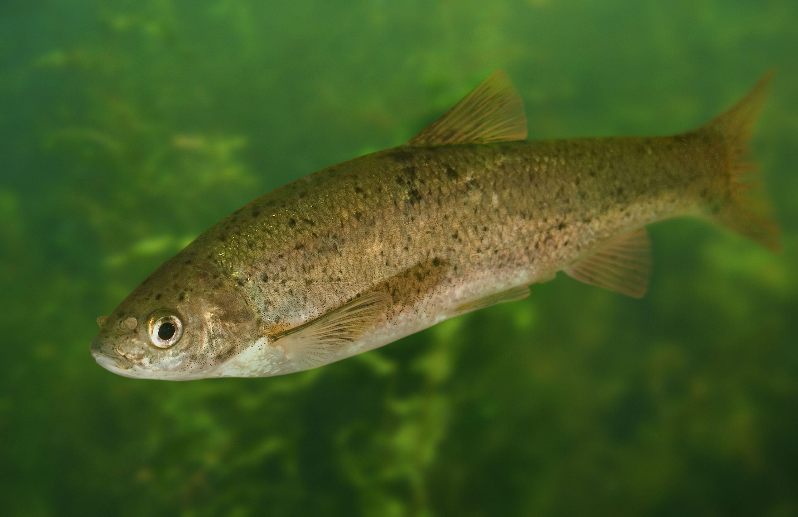 Boga de boca arqueada Iberochondrostoma lemmingii (1)