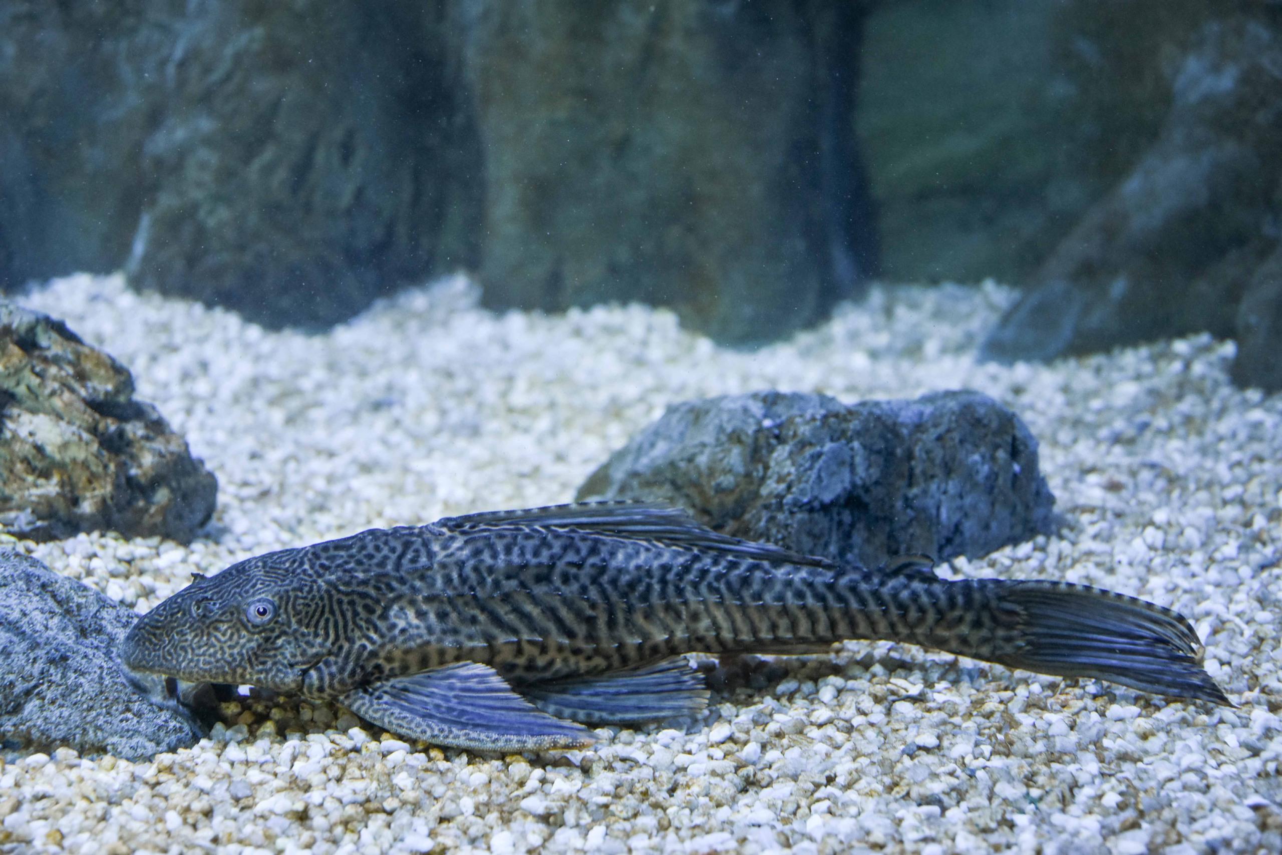 Pleco Hypostomus plecostomus 1