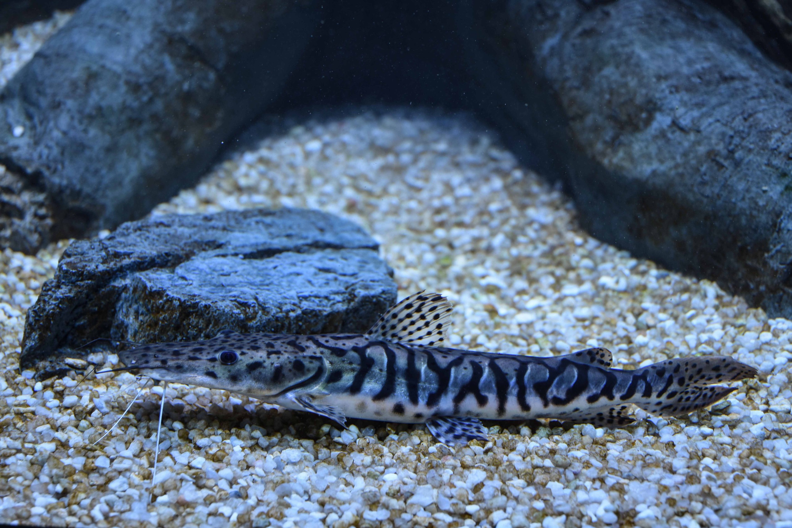 Surumbi Pseudoplatystoma fasciatum 1