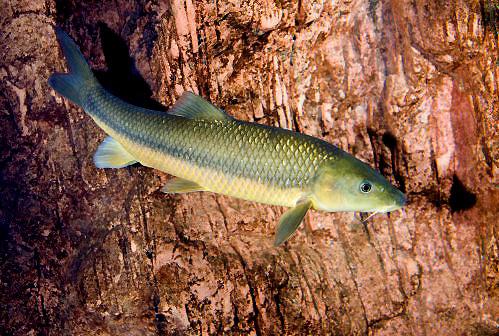 barbo de cabeça pequena Luciobarbo microchepalus