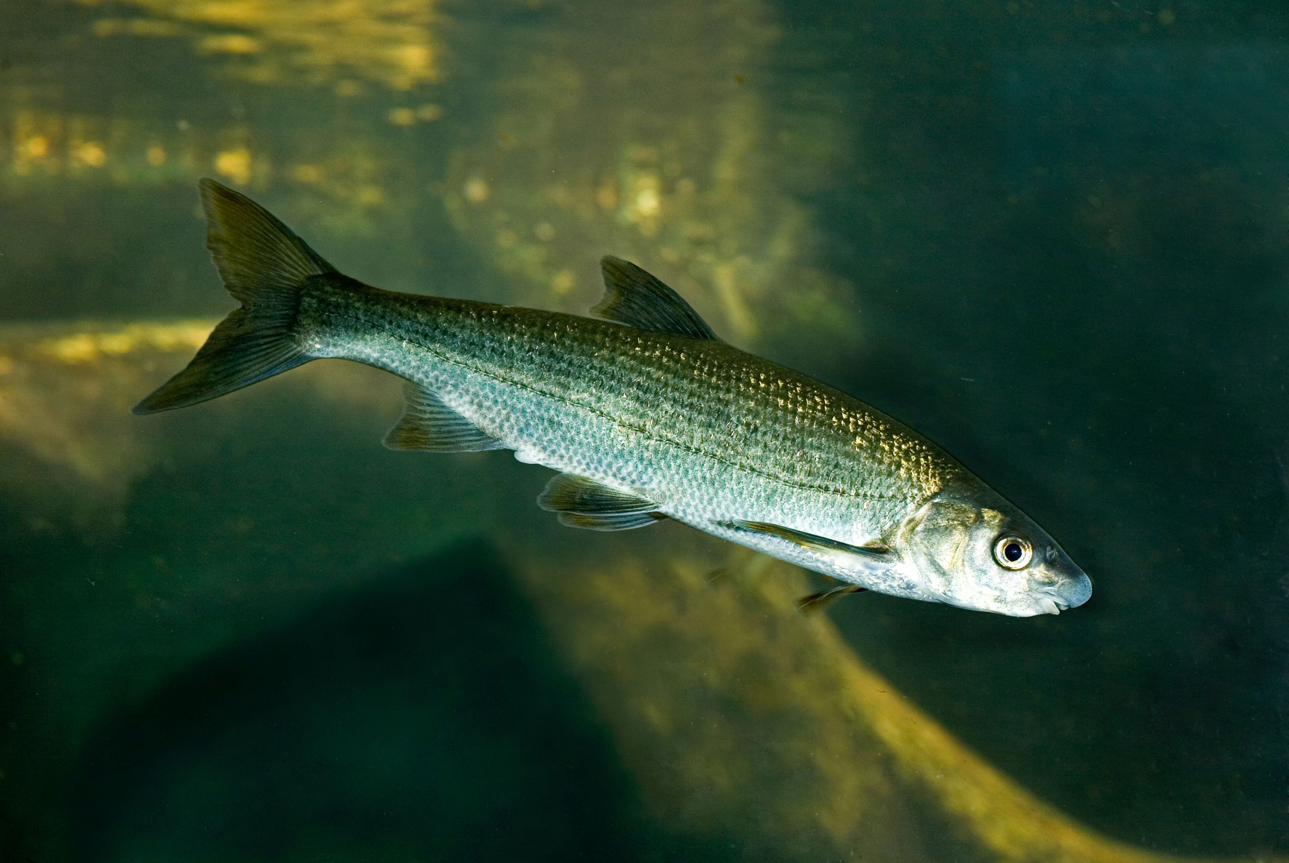 boga comum Pseudochondrostoma polylepis