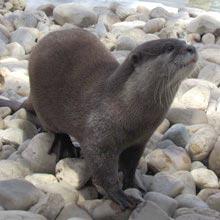 lontra_garras_pequenas