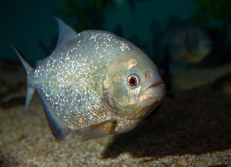 piranha