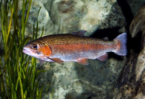 truta arco iris