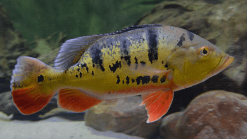 tucunaré amarelo Cichla monuculus