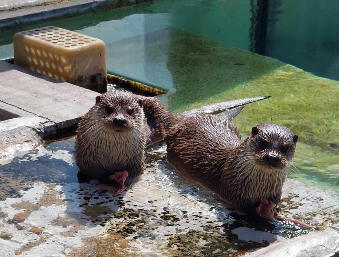 Lontra Europeia