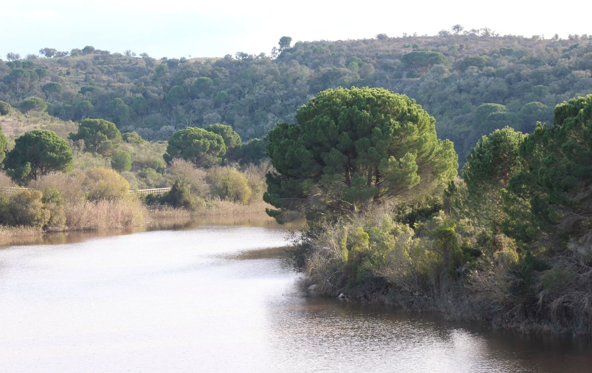 Azul como o rio verde como a Floresta