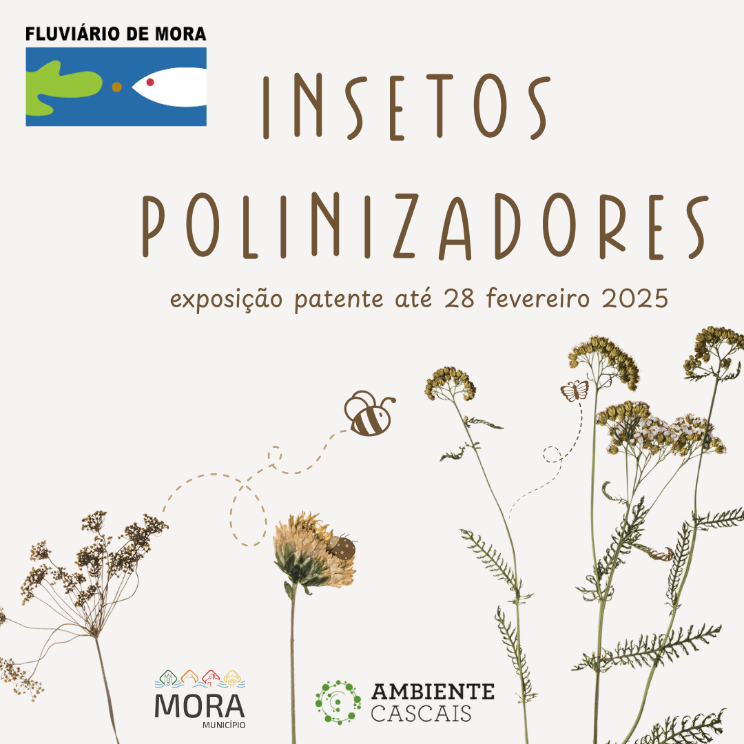Exposicao de Insetos Polinizadores