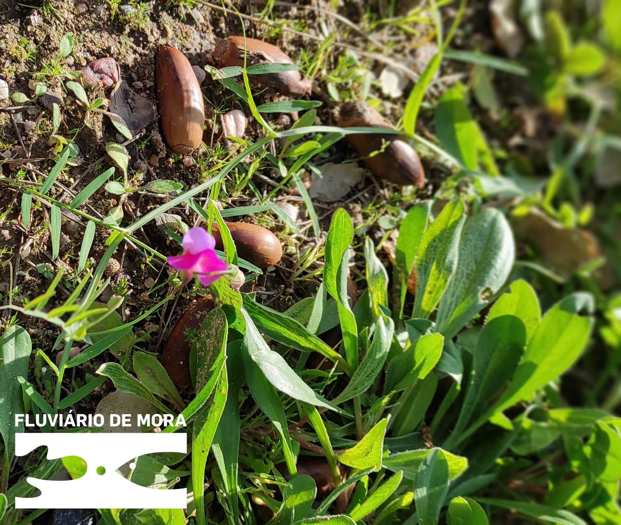 Pelos trilhos sempre verdes em novembro encante-se com o Sobreiro