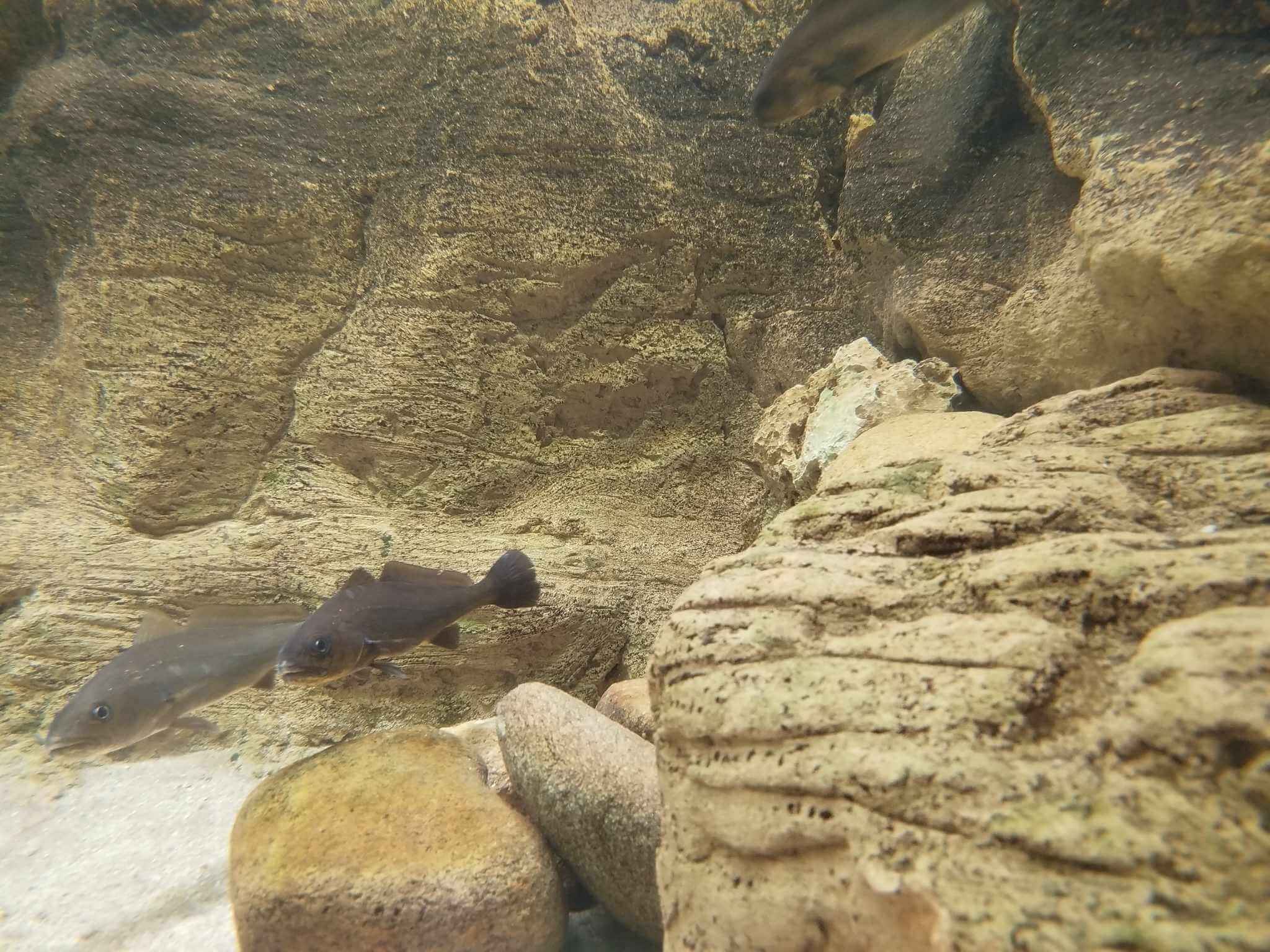 Dia Mundial dos Oceanos