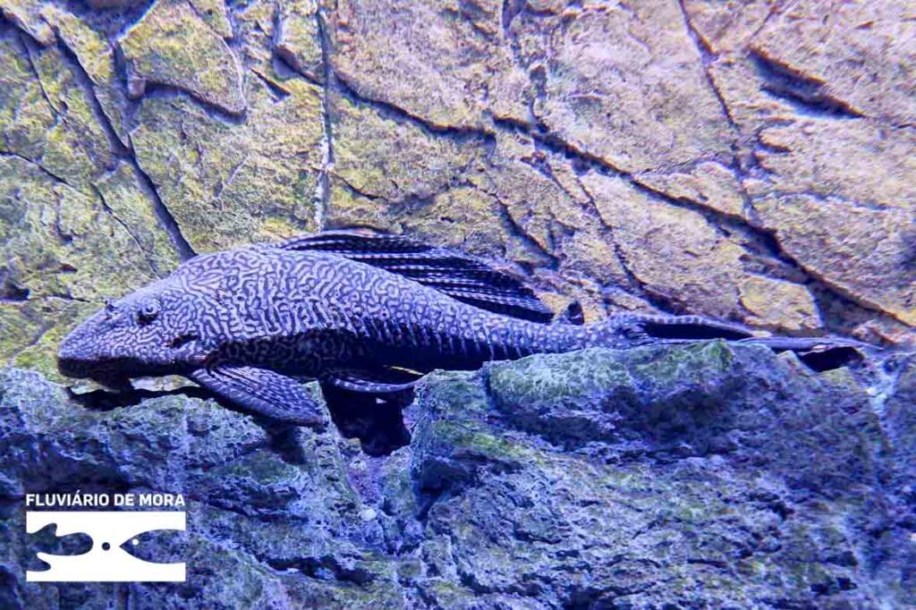 Bichinhos de Mão Cheia 1