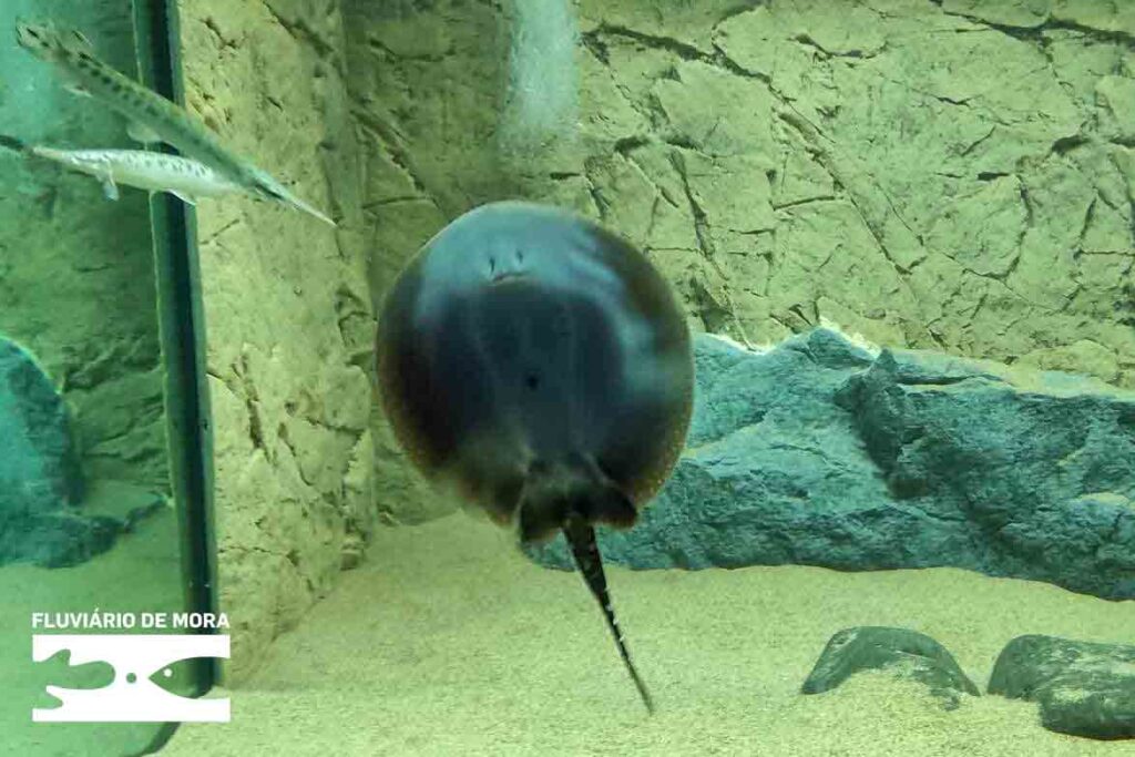 Bichinhos de Mão Cheia 1a