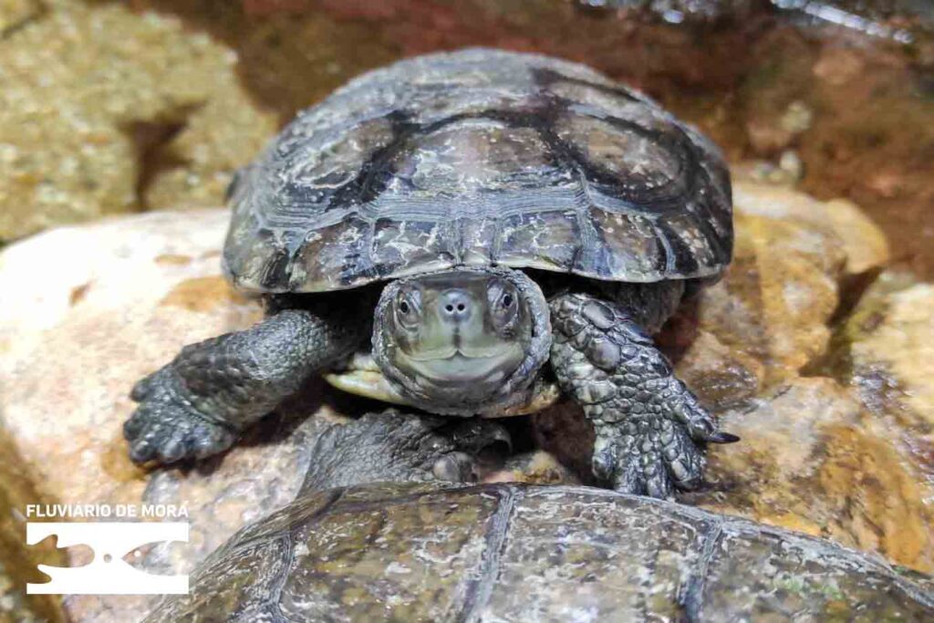 Bichinhos de Mão Cheia 1c 1