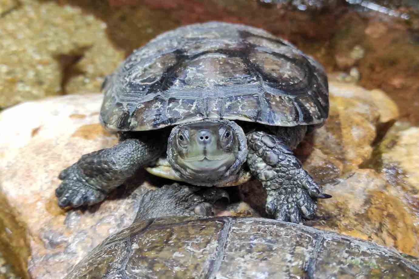Bichinhos de Mão Cheia 1c