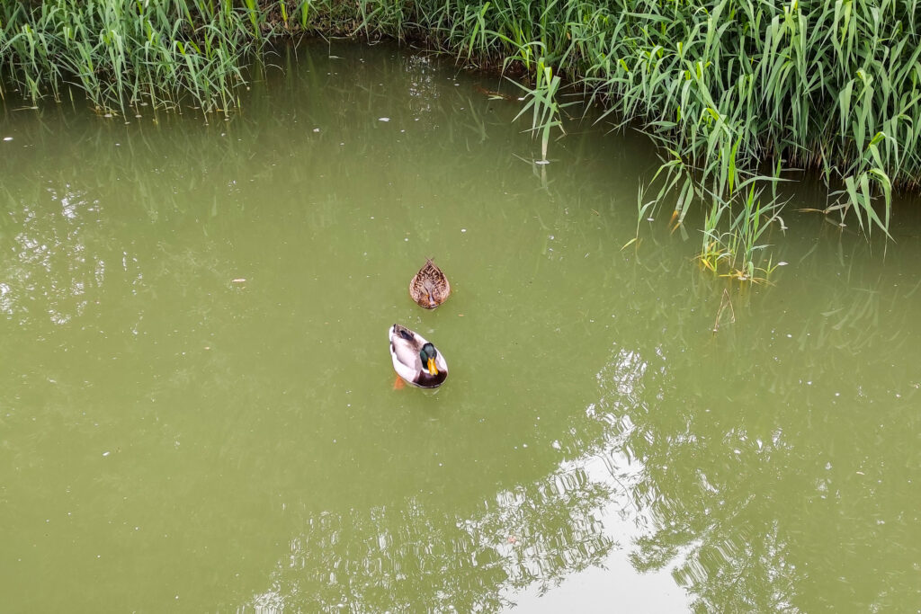 Foto DM aves migratorias maio 3
